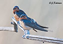 Hirundo rustica